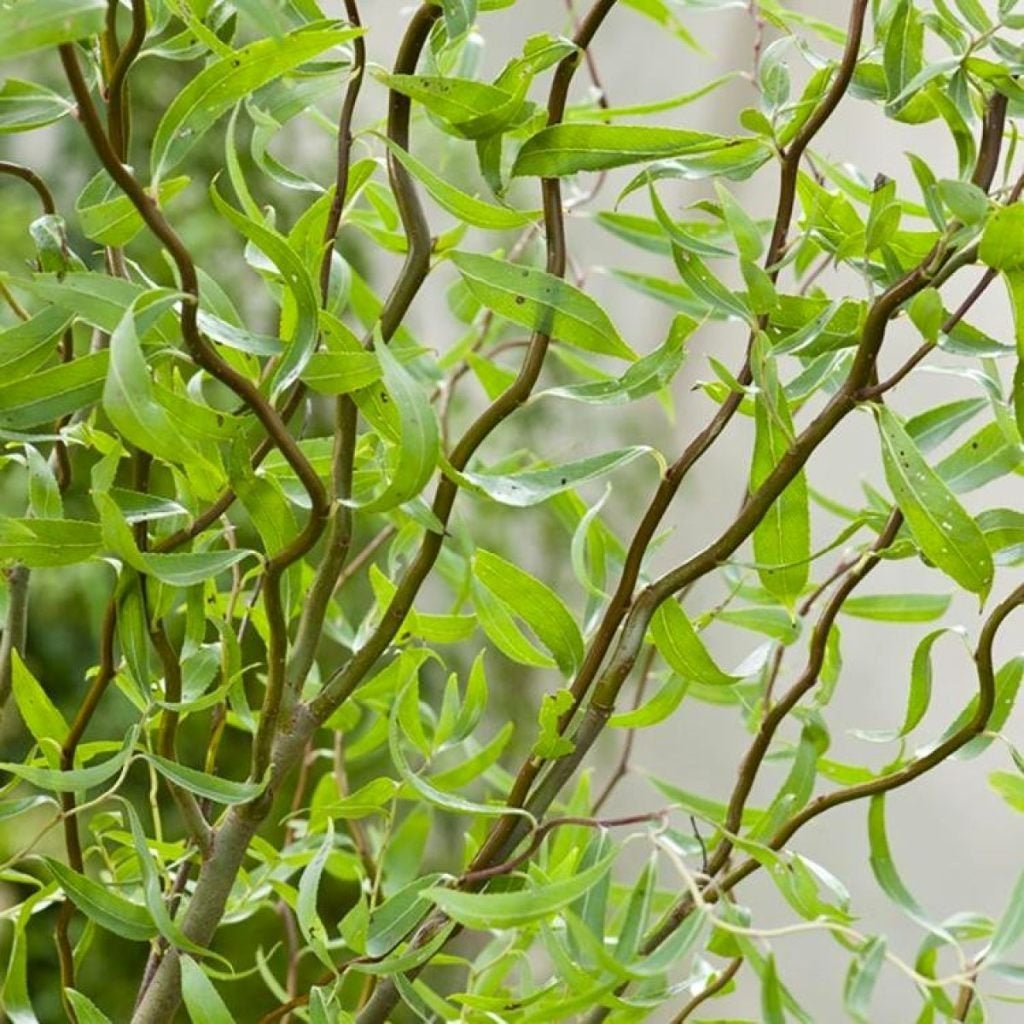 Salix babylonica 'Tortuosa', Kronkelwilg, paastakken, Volle zon, Lente, 100 tot 250 cm, Overige soorten