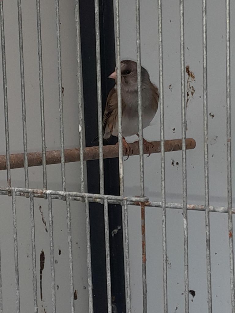 Putter x kanarie blauw, Dieren en Toebehoren, Vogels | Overige Vogels, Mannelijk, Wildzangvogel
