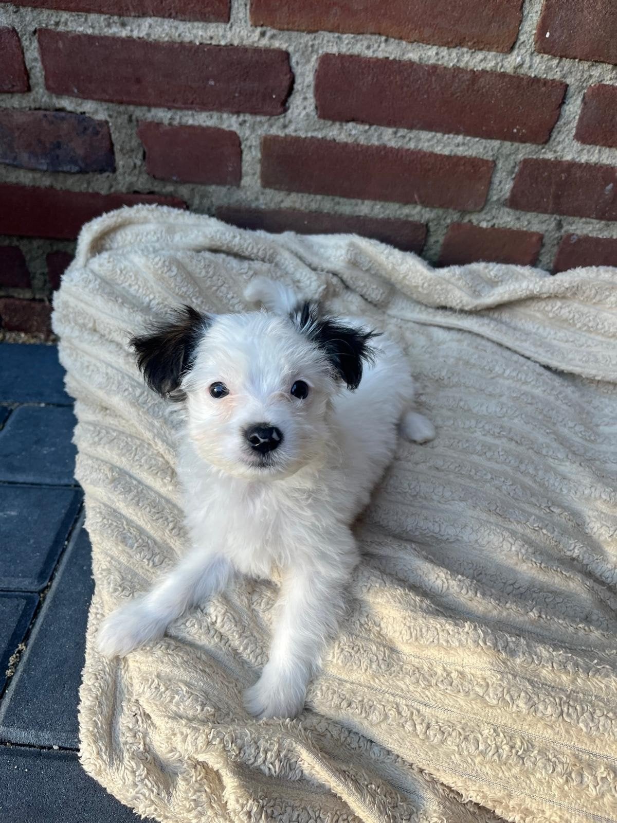 lieve pup te koop maltezer/boomer, Reu, 8 tot 15 weken, Eén hond, Klein