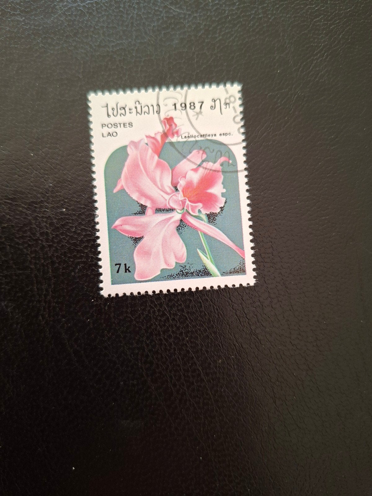 Bloemen.  Orchidee.  Laos, Ophalen of Verzenden, Dier of Natuur