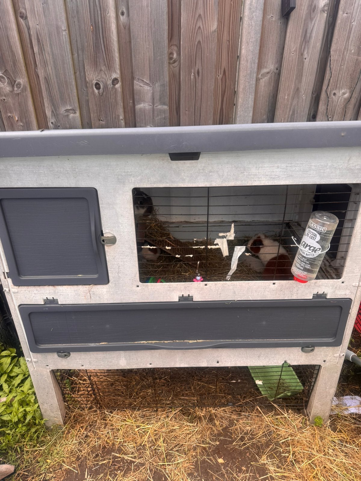 Liefdevol thuis gezocht voor 2 konijnen en 3 cavia’s, Dieren en Toebehoren, Knaagdieren, Cavia, Mannelijk, November, Tam