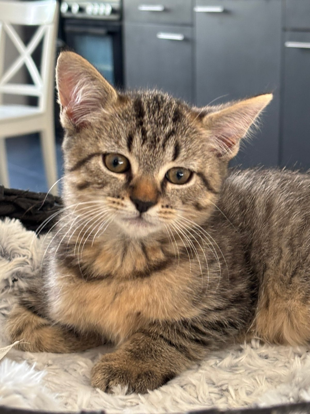 Main Coon X Noorse Boskat, Dieren en Toebehoren, Poes, Gechipt