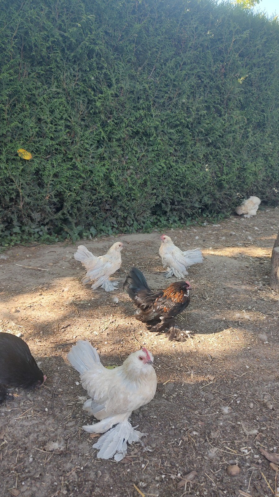 Ukkelse Baardkriel haantjes, Dieren en Toebehoren, Pluimvee, Kip, Mannelijk