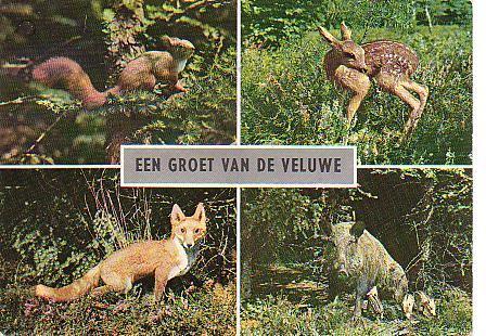Ansichtkaart	Veluwe	4-luik	Dieren, Verzenden, 1960 tot 1980, Gelopen, Gelderland