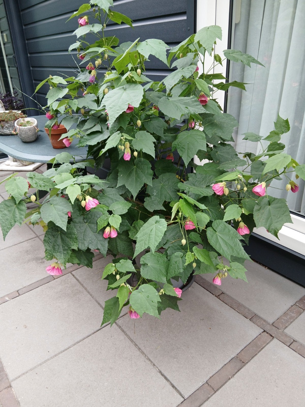 Abutilon, Ophalen, Zomer, Overige soorten, Halfschaduw