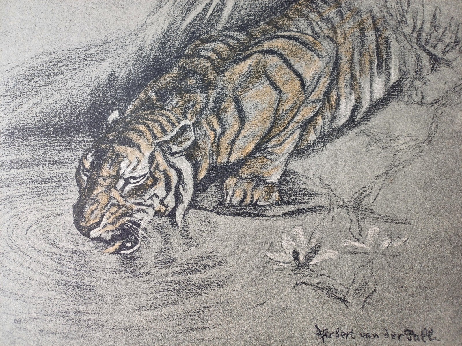 Drinkende Tijger - Herbert van der Poll 23 x 30.5 cm, Ophalen
