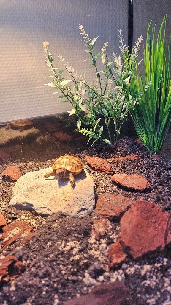 Griekse landschildpadjes + compleet SuperFish terrarium Tortoise photo 4