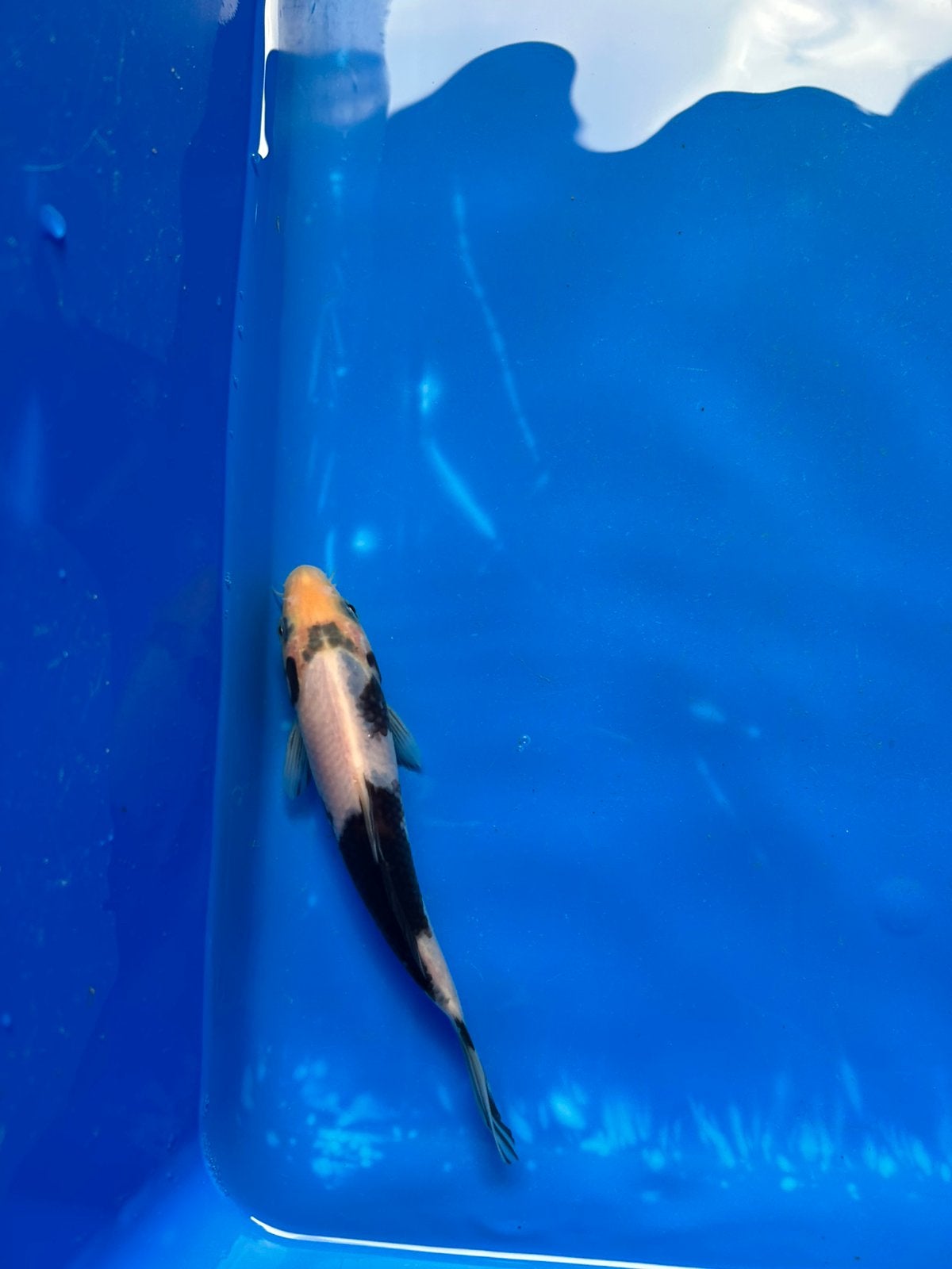Shiro Utsuri koi karpers Tosai, Dieren en Toebehoren, Karper of Koi