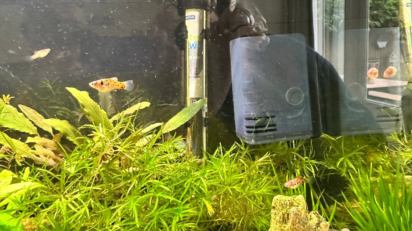 Baby Platy’s 6 stuks