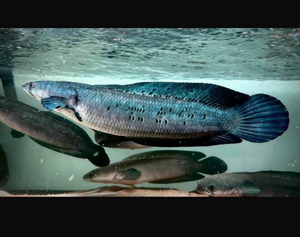 PEACOCK EMPEROR SNAKEHEAD CHANNA MARULIOIDES, Dieren en Toebehoren, Vissen | Aquariumvissen, Vis