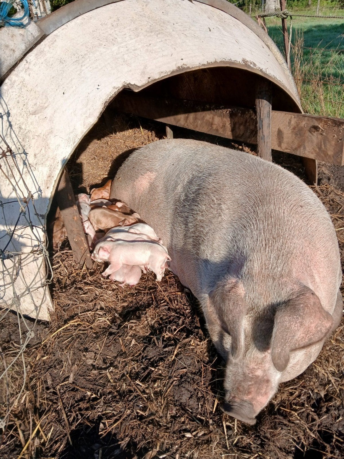 duroc biggen, Dieren en Toebehoren, Meerdere dieren, Varken, 0 tot 2 jaar