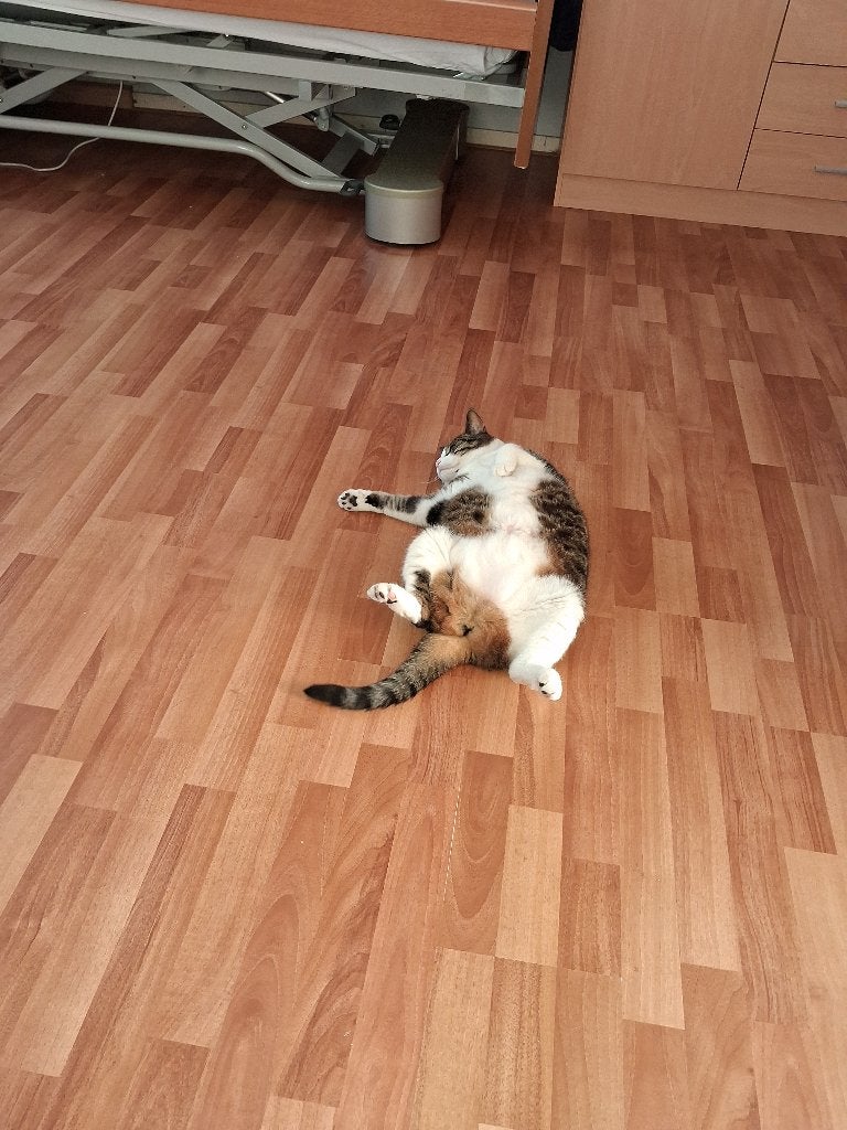 Huiskat aangeboden, Poes, Gechipt, 6 jaar of ouder