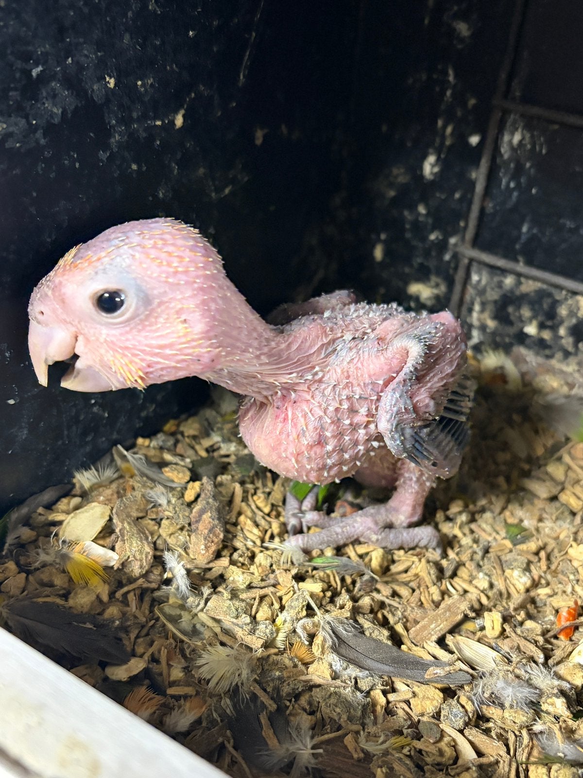 Roestkop caique, Geslacht onbekend, Papegaai, Geringd