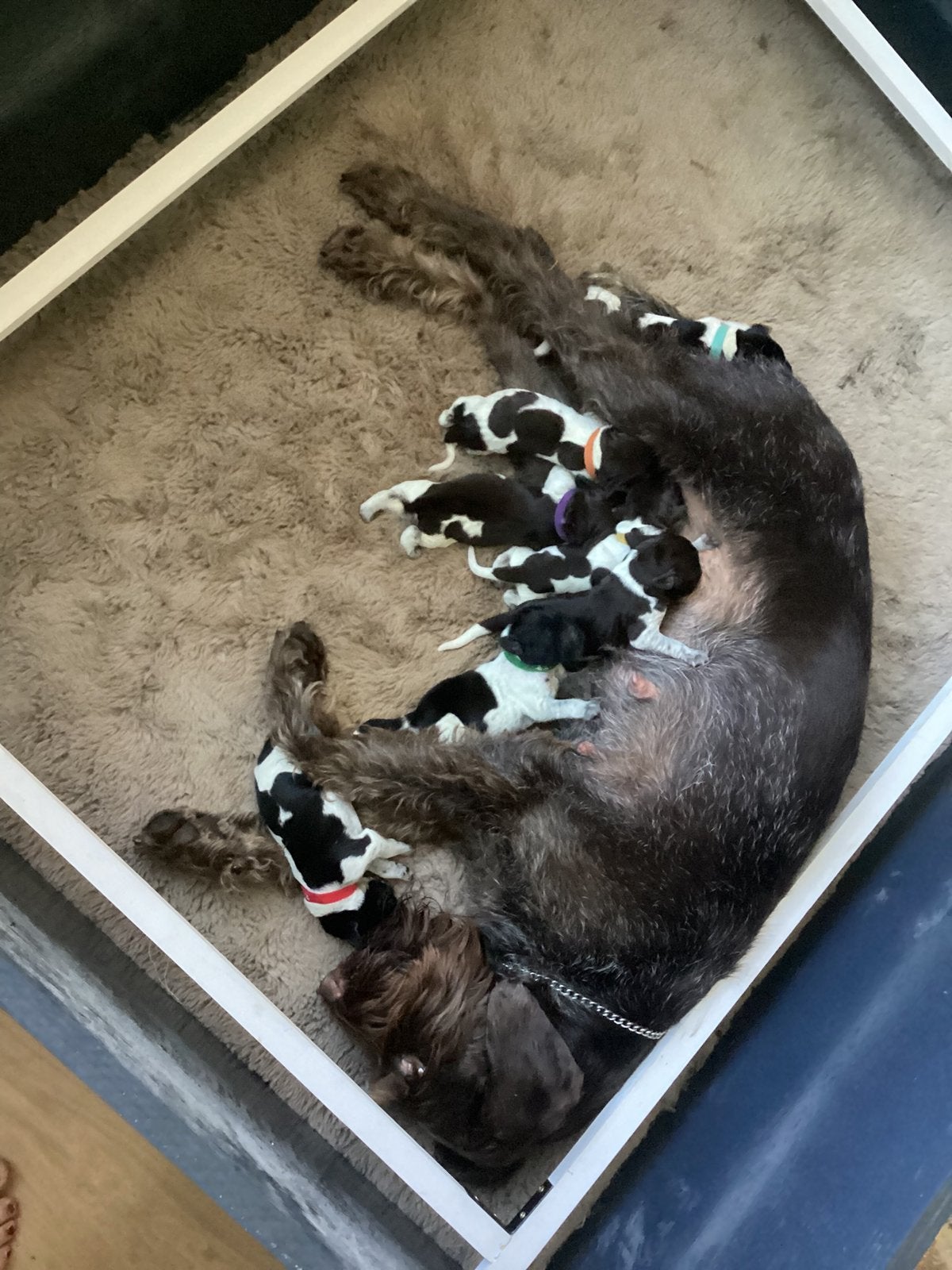 pups duitse staande draadhaar, Duitse Staande hond, Reu, 8 tot 15 weken, Parvo