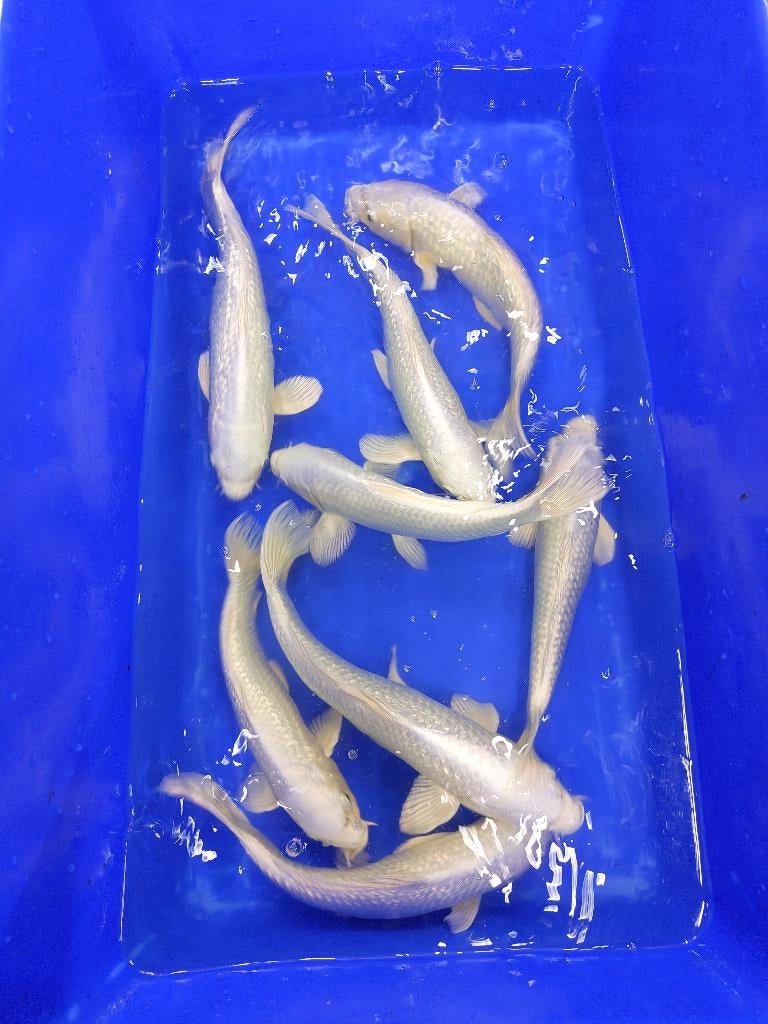 Platinum Ogon Koi karper, Karper of Koi