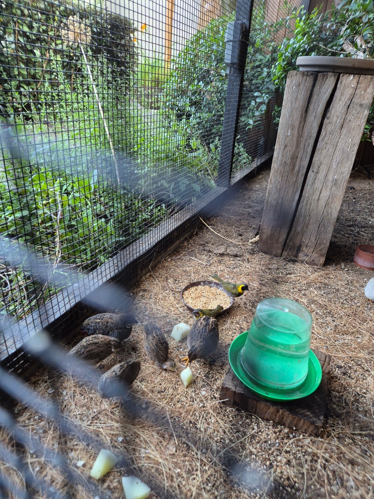 Kwartels, Dieren en Toebehoren, Pluimvee, Meerdere dieren, Overige soorten