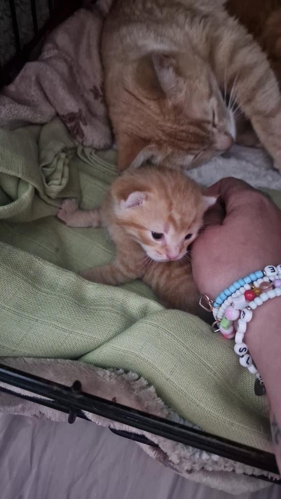 Rode kittens, Dieren en Toebehoren, Katten en Kittens | Overige Katten, Meerdere dieren