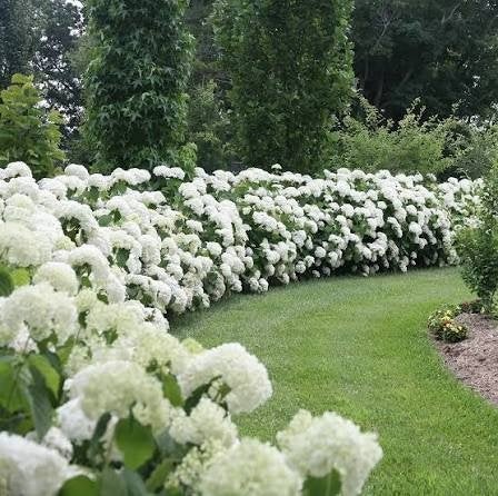 Hydrangea strong Annabel. P9 plantgoed sterke hortensia., Bodembedekkers, Vaste plant, Ophalen of Verzenden, Halfschaduw