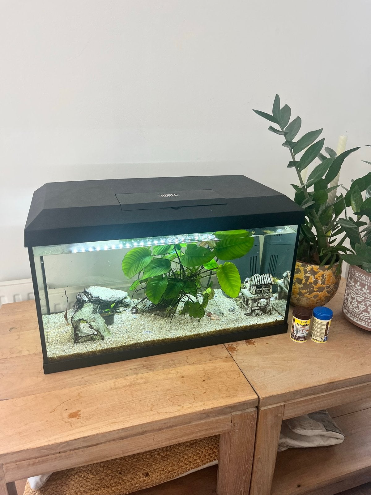 Juwel Aquarium 60 L met pomp, visjes & spulletjes compleet, Ophalen, Inclusief vissen, Zo goed als nieuw, Juwel