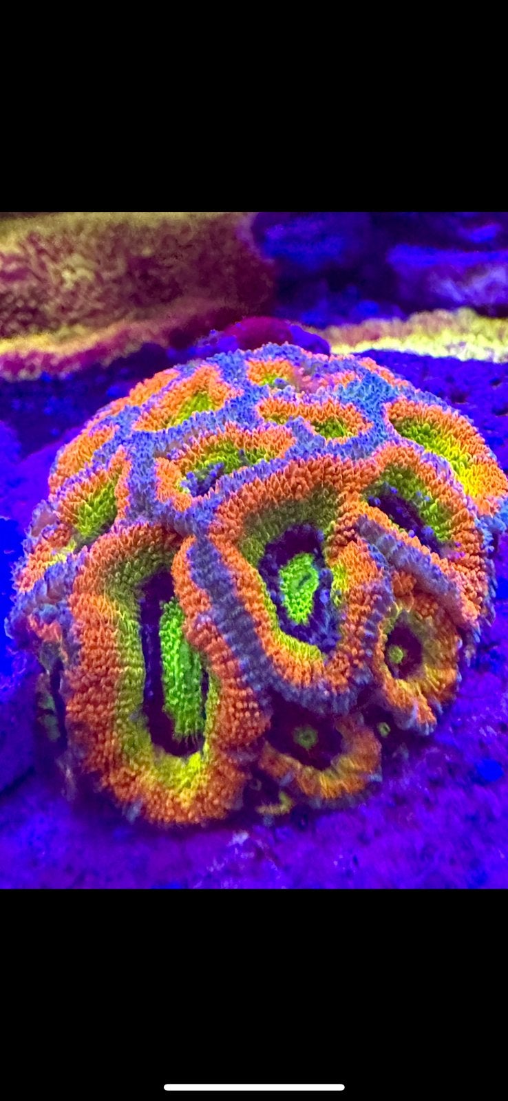 Holygrail micromussa acan/red devil, Ophalen of Verzenden, Nieuw, Overige typen