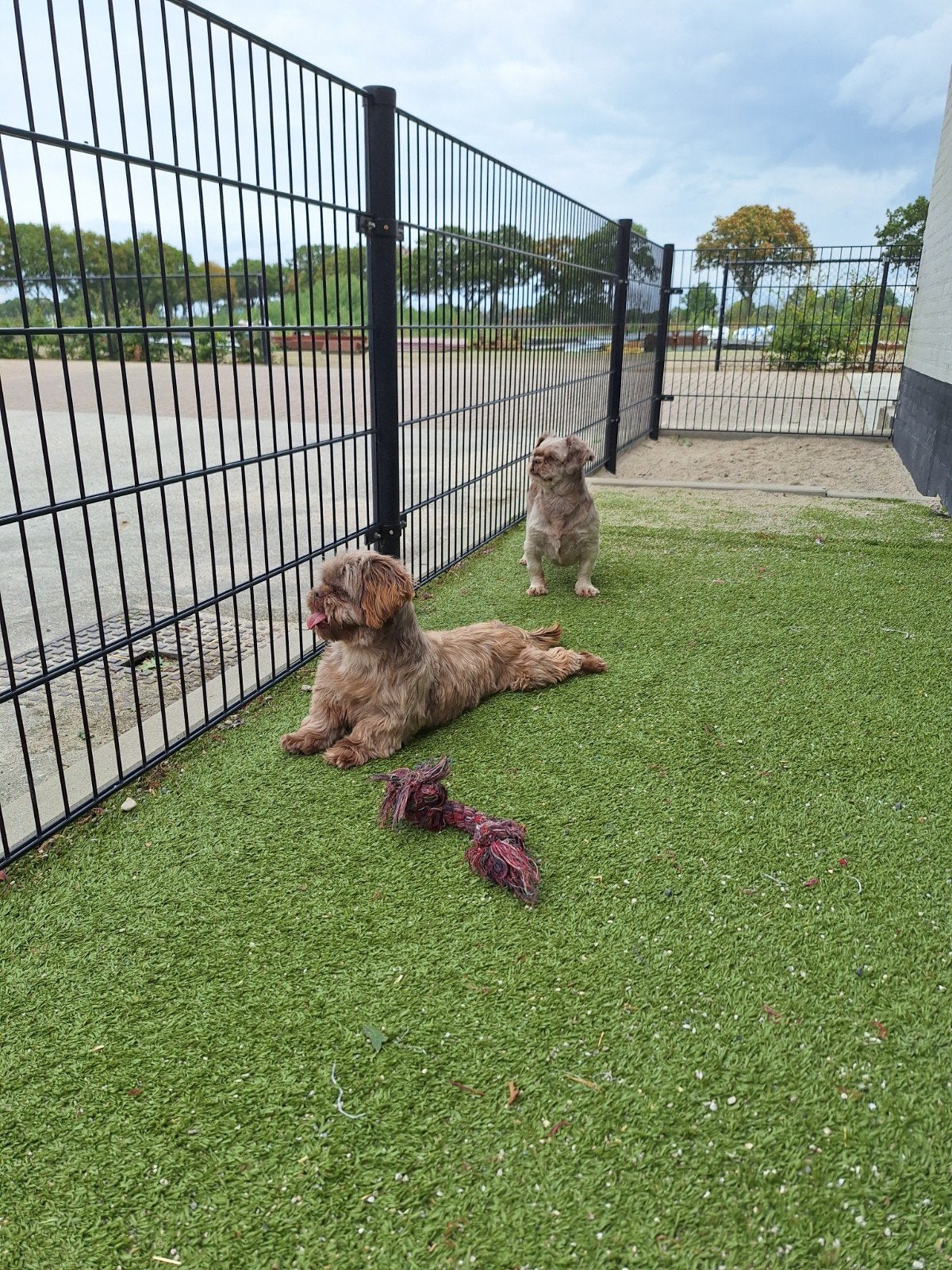 2 boomer teefjes, Dieren en Toebehoren, Honden | Chihuahua's en Gezelschapshonden, 6 jaar of ouder, Parvo, Overige rassen, Teef