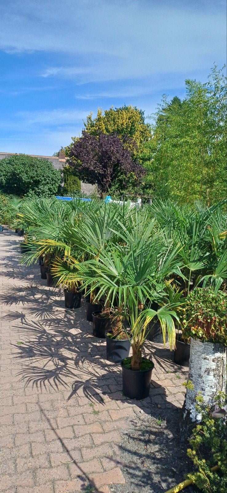 palmen palmboom trachycarpus, Ophalen, Overige soorten, Volle zon