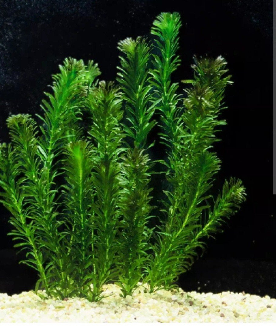 Waterpest als zuurstofplant, Ophalen of Verzenden