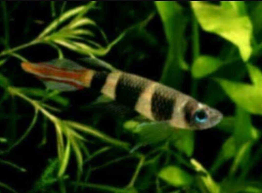 Ringbandssnoekje bij Koidreams in Valburg, Vis, Zoutwatervis
