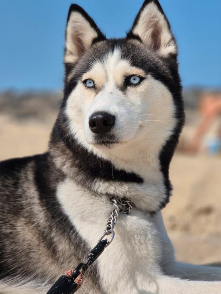 2 huskys zoeken nieuw thuis, Dieren en Toebehoren, België, Particulier, Reu, Poolhond