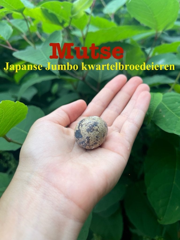 Japanse Jumbo kwartelbroedeieren, Dieren en Toebehoren, Pluimvee, Geslacht onbekend, Overige soorten