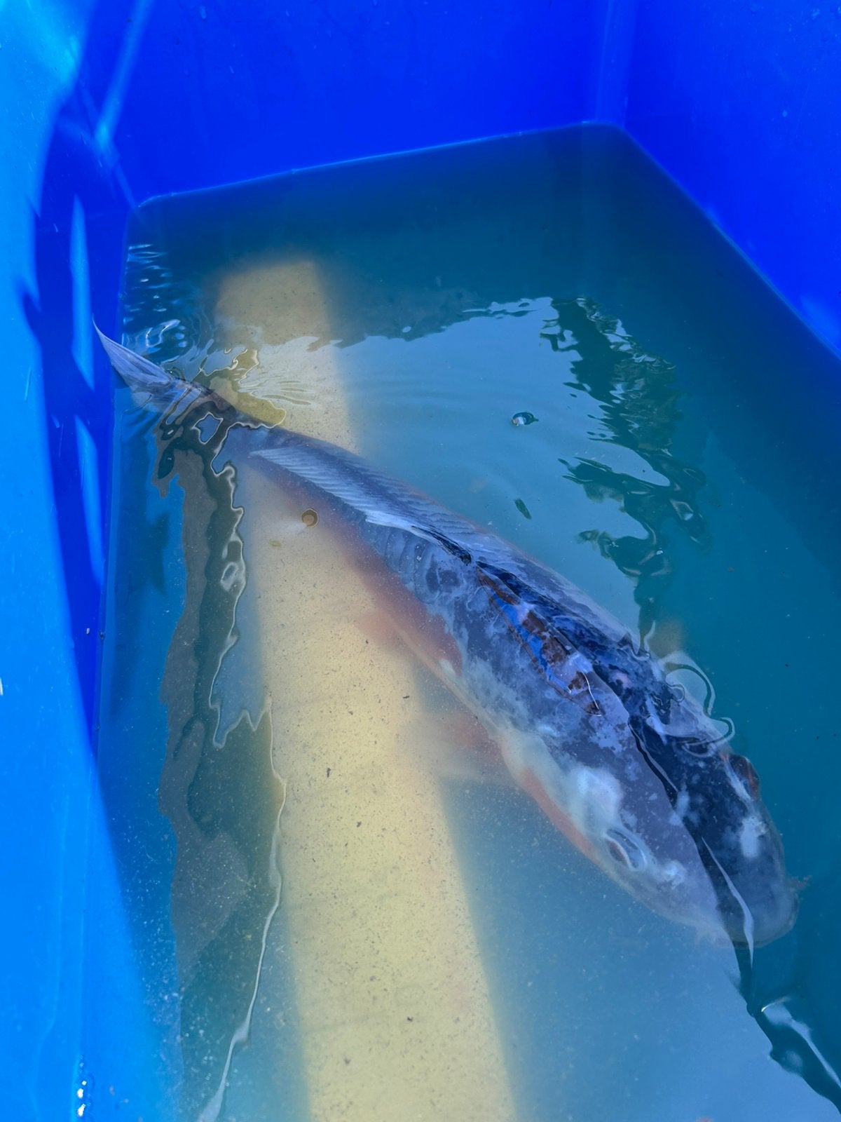 Shusui koi 40-45cm, Dieren en Toebehoren, Karper of Koi
