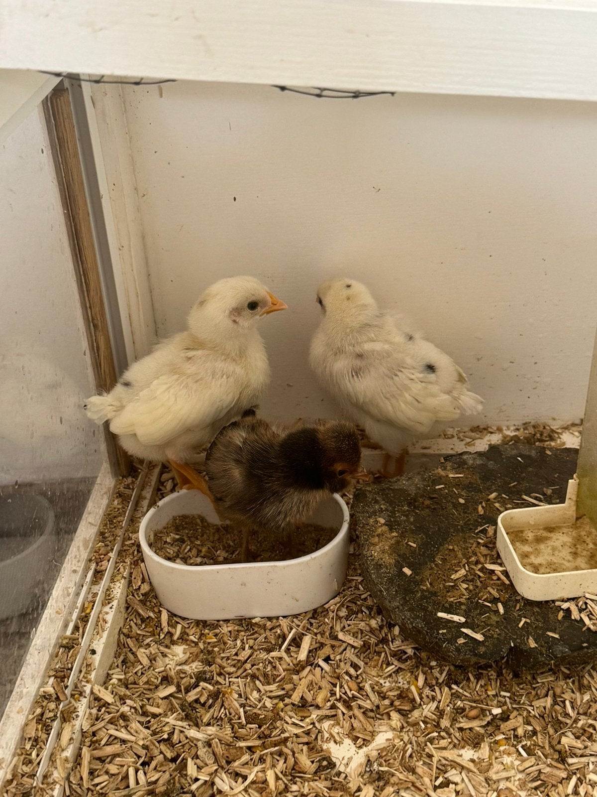 Leghorn x Assendelfter Kuikens, Dieren en Toebehoren, Pluimvee, Meerdere dieren, Kip