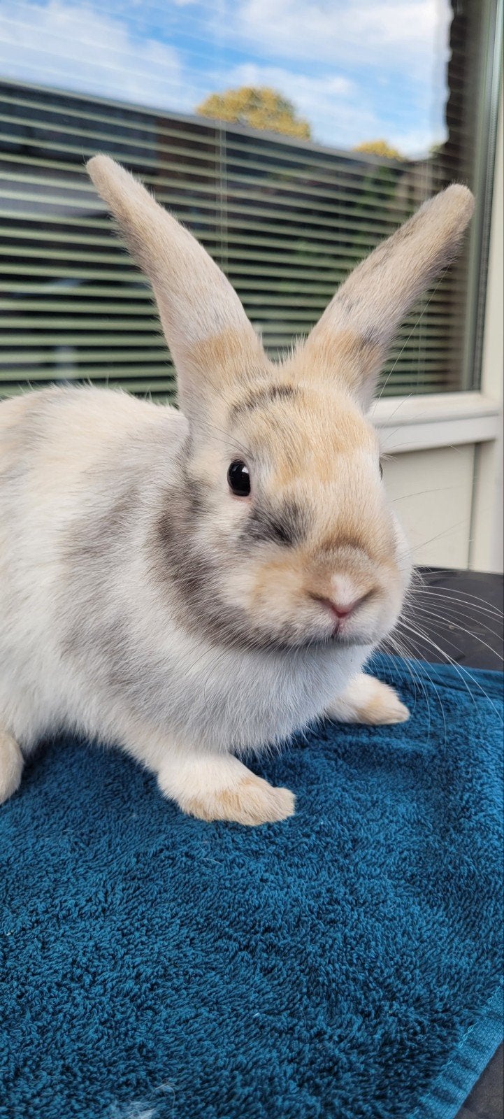 Lief konijntje te koop - Mannetje, Mannelijk, Middelgroot, 0 tot 2 jaar