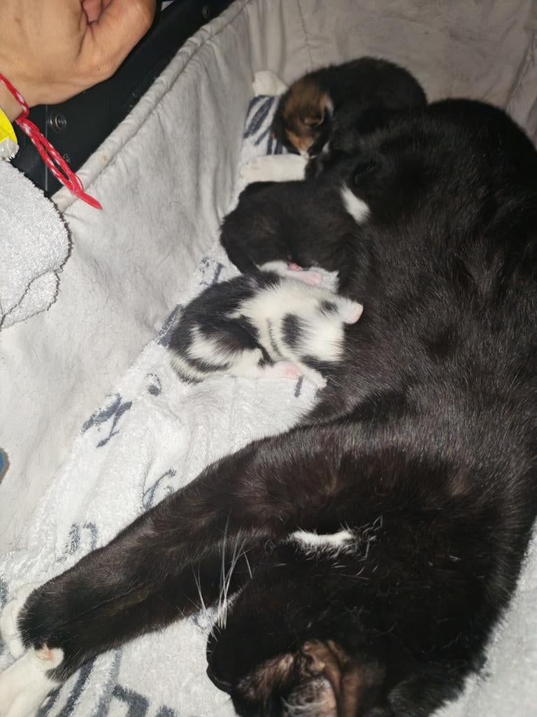 Mooie nestje van 3 kittens.