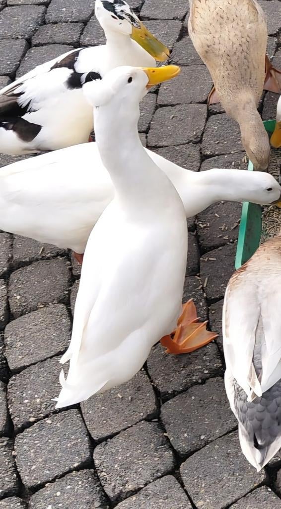 Witte indische loopeend kuif woerd, Dieren en Toebehoren, Mannelijk, Eend