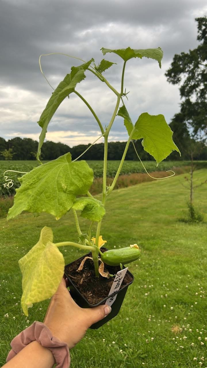 Nog een aantal snack komkommer plantjes, Tuin en Terras, Planten | Tuinplanten, Ophalen, Eenjarig, Groenteplanten, Volle zon