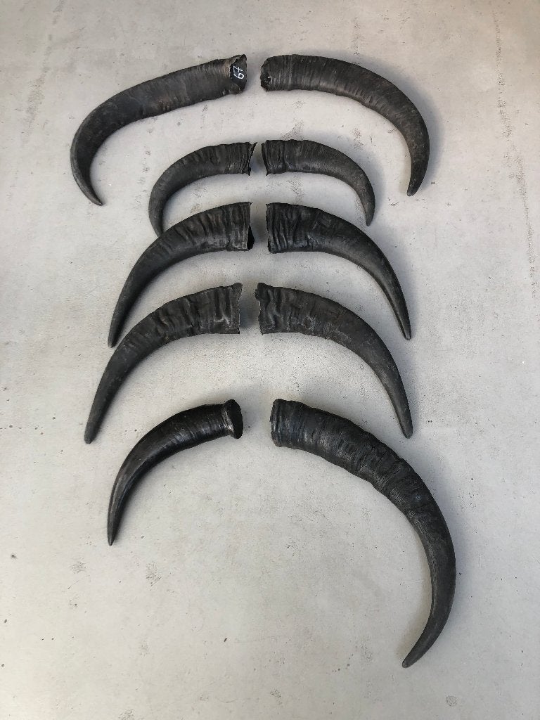 buffel hoorns, Ophalen of Verzenden, Gebruikt, Overige soorten, Overige typen