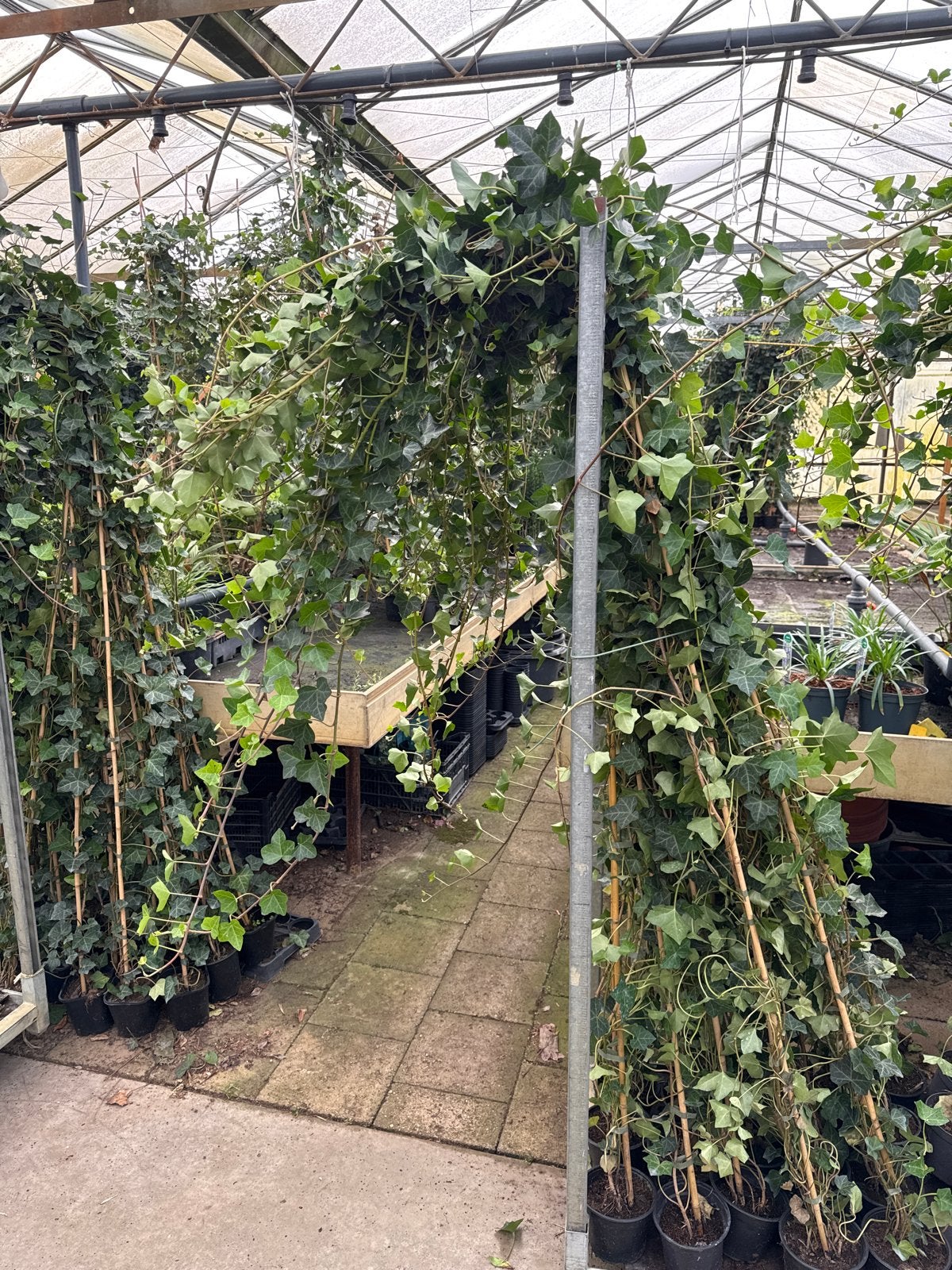 Hedera 10/20 t/m 250/300 - Reserveer nu voor later dit jaar!, Ophalen, Vaste plant, Bloeit niet, Halfschaduw