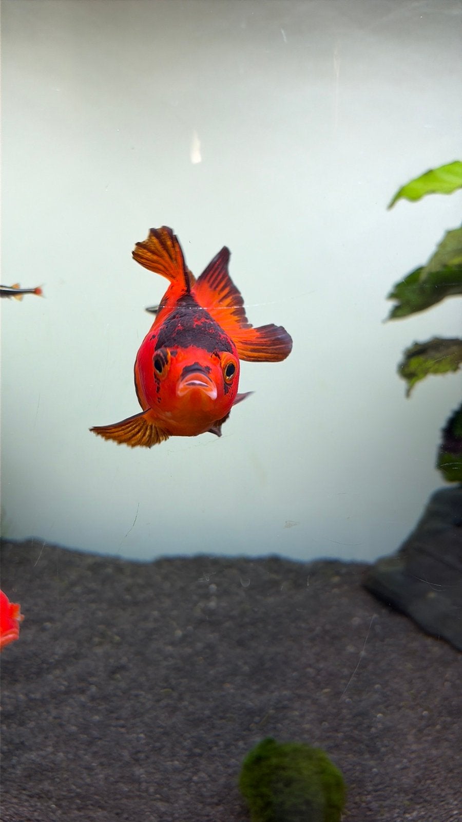 Twee Oranda’s, Vis, Zoetwatervis