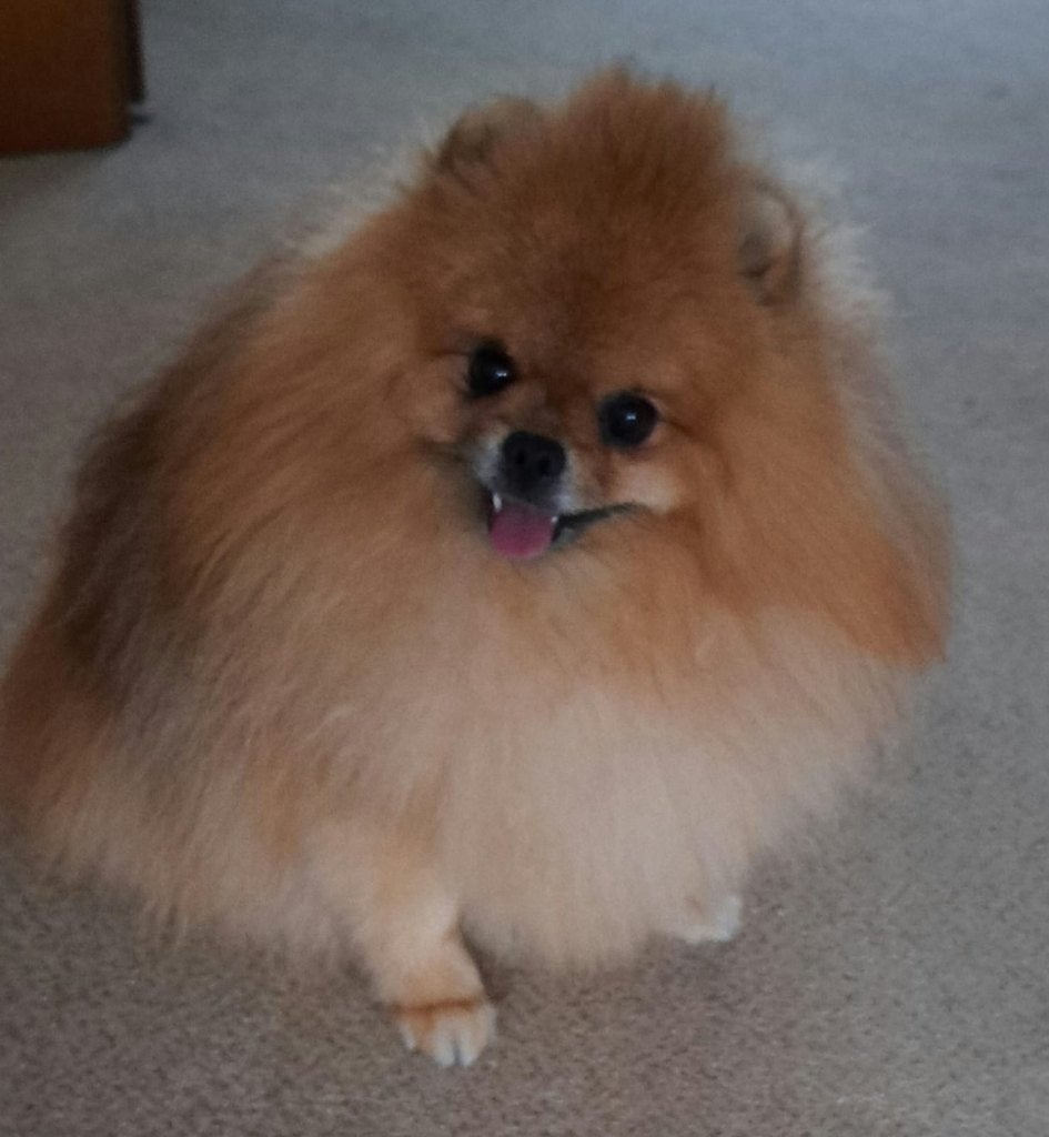 Pomeranian spitz, 1 tot 2 jaar, Eén hond, CDV (hondenziekte), Nederland