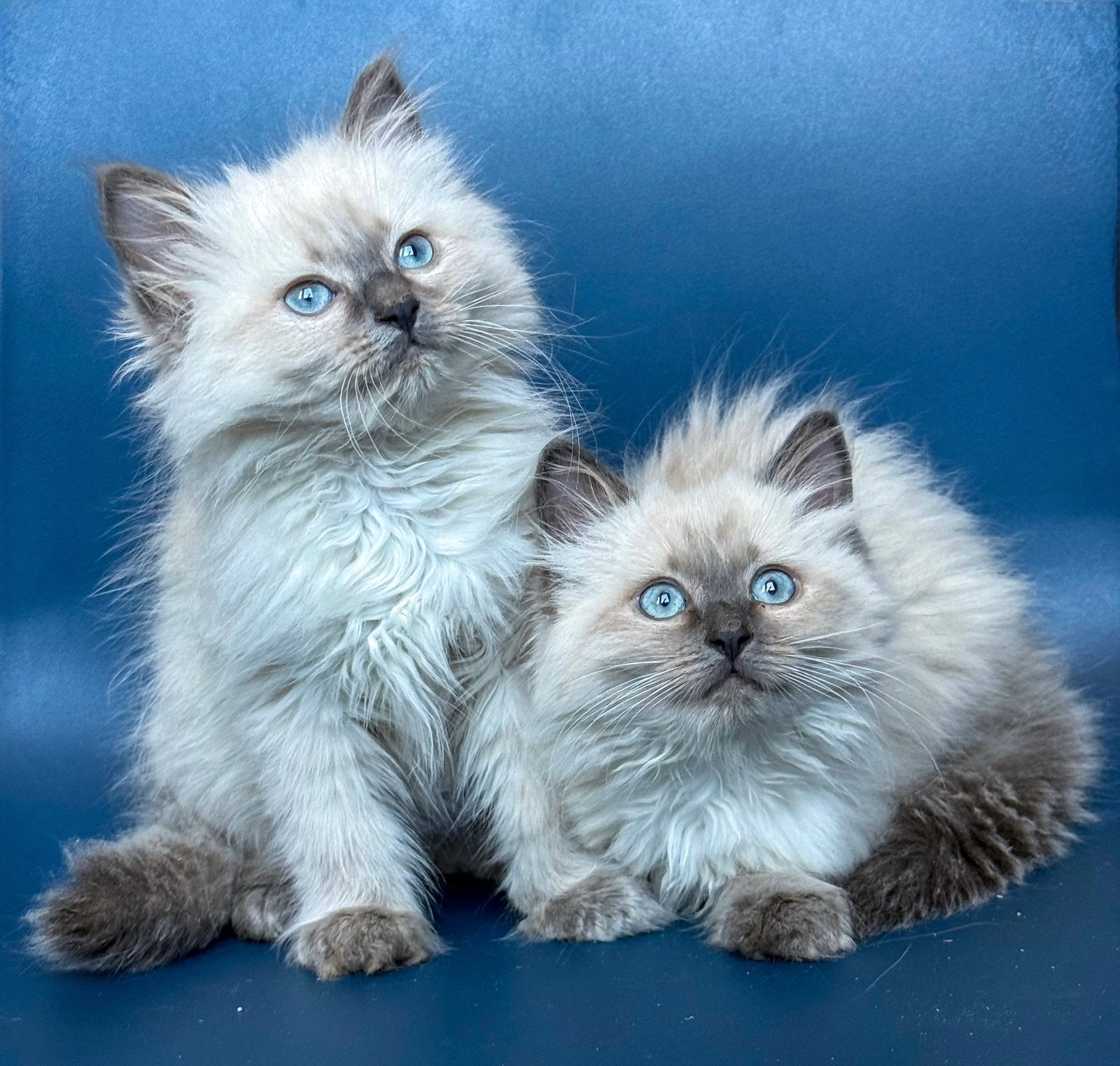 Zeer lieve knappe raszuivere blue point Ragdoll kittens, Kater, Gechipt, 0 tot 2 jaar