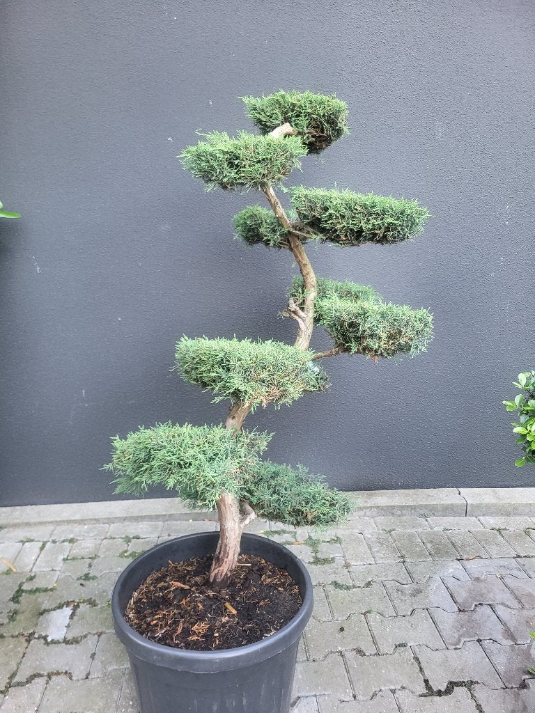 Juniperus virg "Grey Owl", Bloeit niet, Overige soorten, 100 tot 250 cm, Ophalen