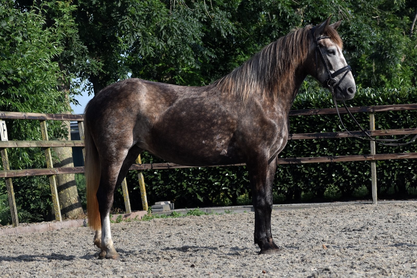 Lieve en knappe schimmel E pony merrie, Dieren en Toebehoren, Pony's, Gechipt, Zadelmak, 3 tot 6 jaar, Recreatiepony