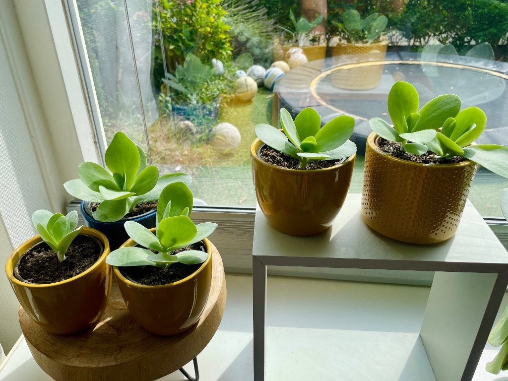 Kalanchoe Thyrsiflora | Woestijnroos, Huis en Inrichting, Kamerplanten, Groene kamerplant, Ophalen, Halfschaduw, Minder dan 100 cm