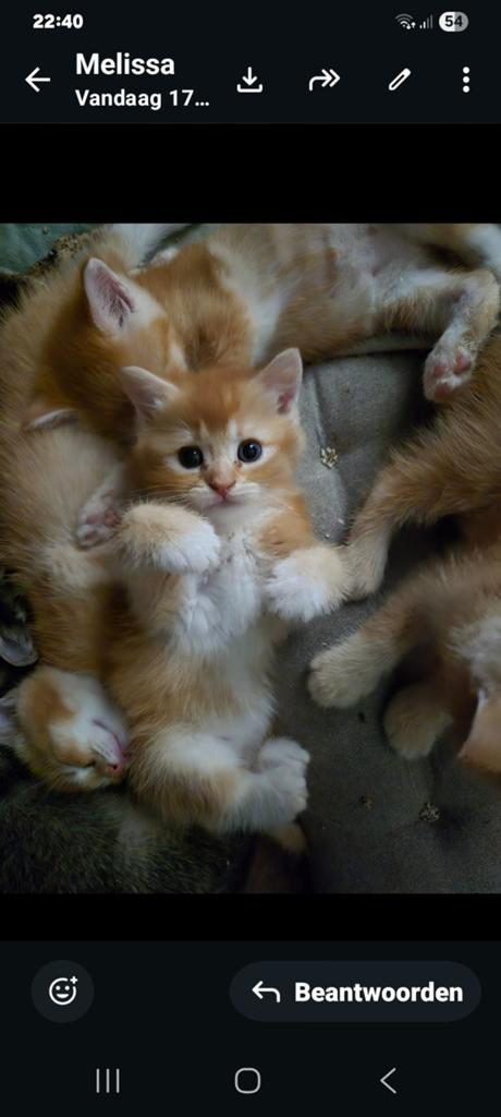 Noch 3 mooie  poesjes 2 roden een donkeren ouders aan wezig, Poes