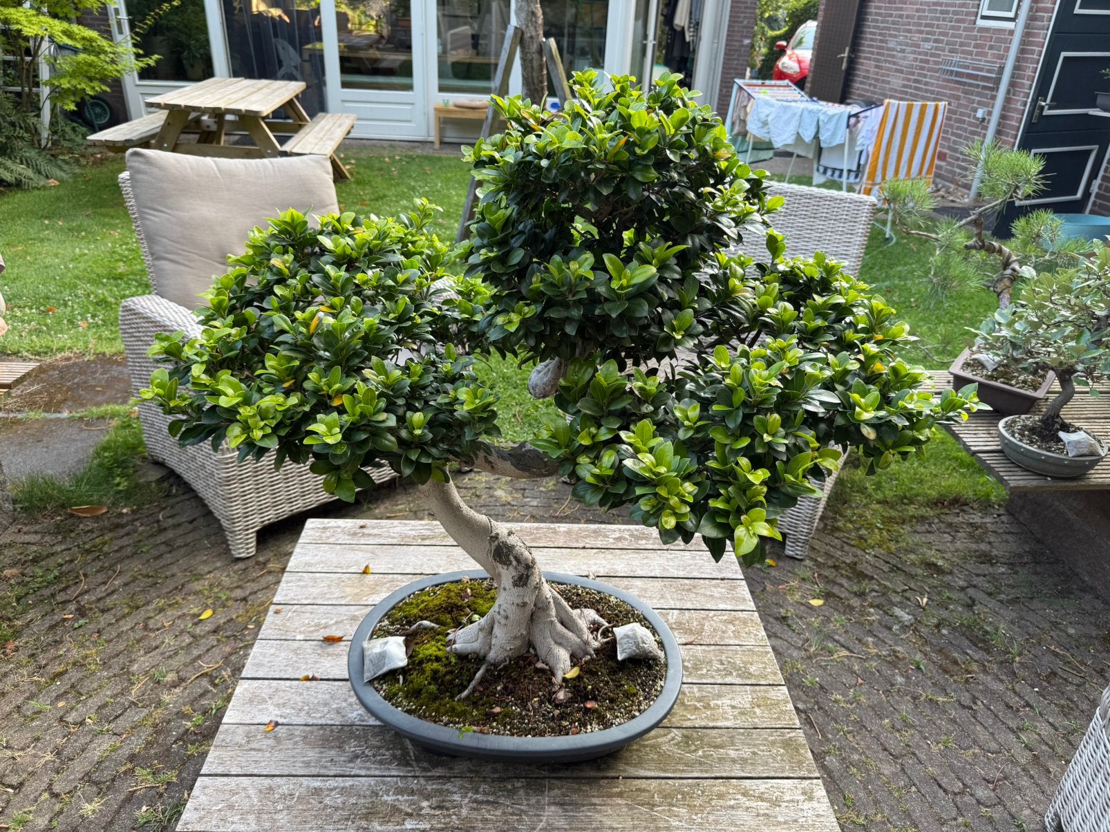 Indrukwekkende Ficus Bonsai, Tuin en Terras, Planten | Bomen, Ophalen, Bloeit niet, Halfschaduw, Overige soorten