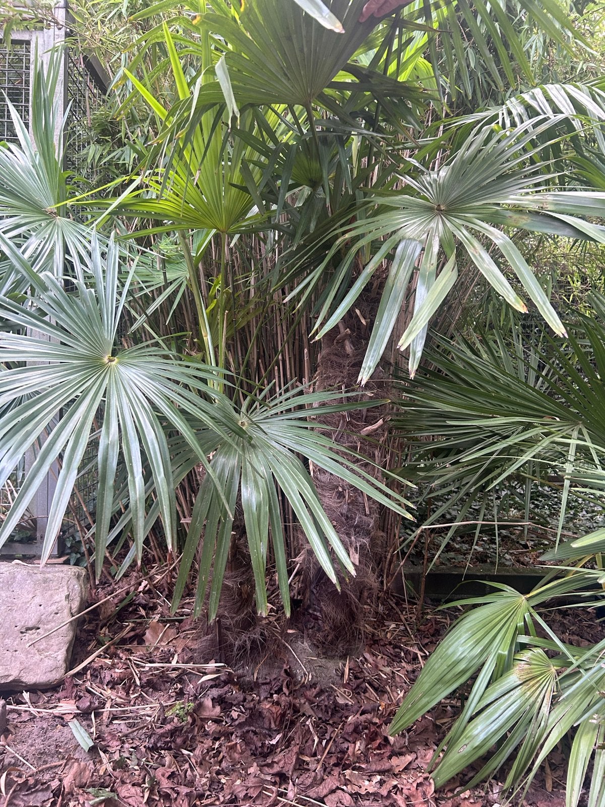 Trachycarpus Fortunei - Winterharde Chinese Waaierpalm, Tuin en Terras, Volle zon, Vaste plant, Bloeit niet, Ophalen