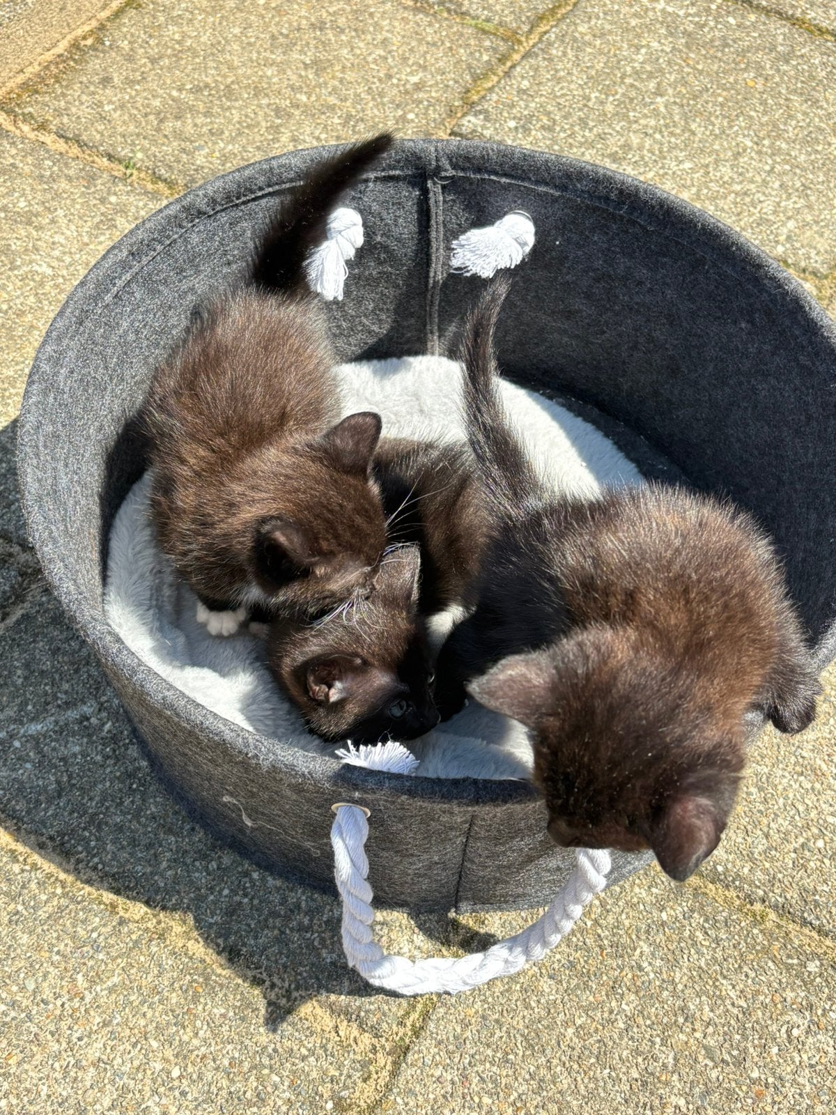Kittens te koop!, Meerdere dieren