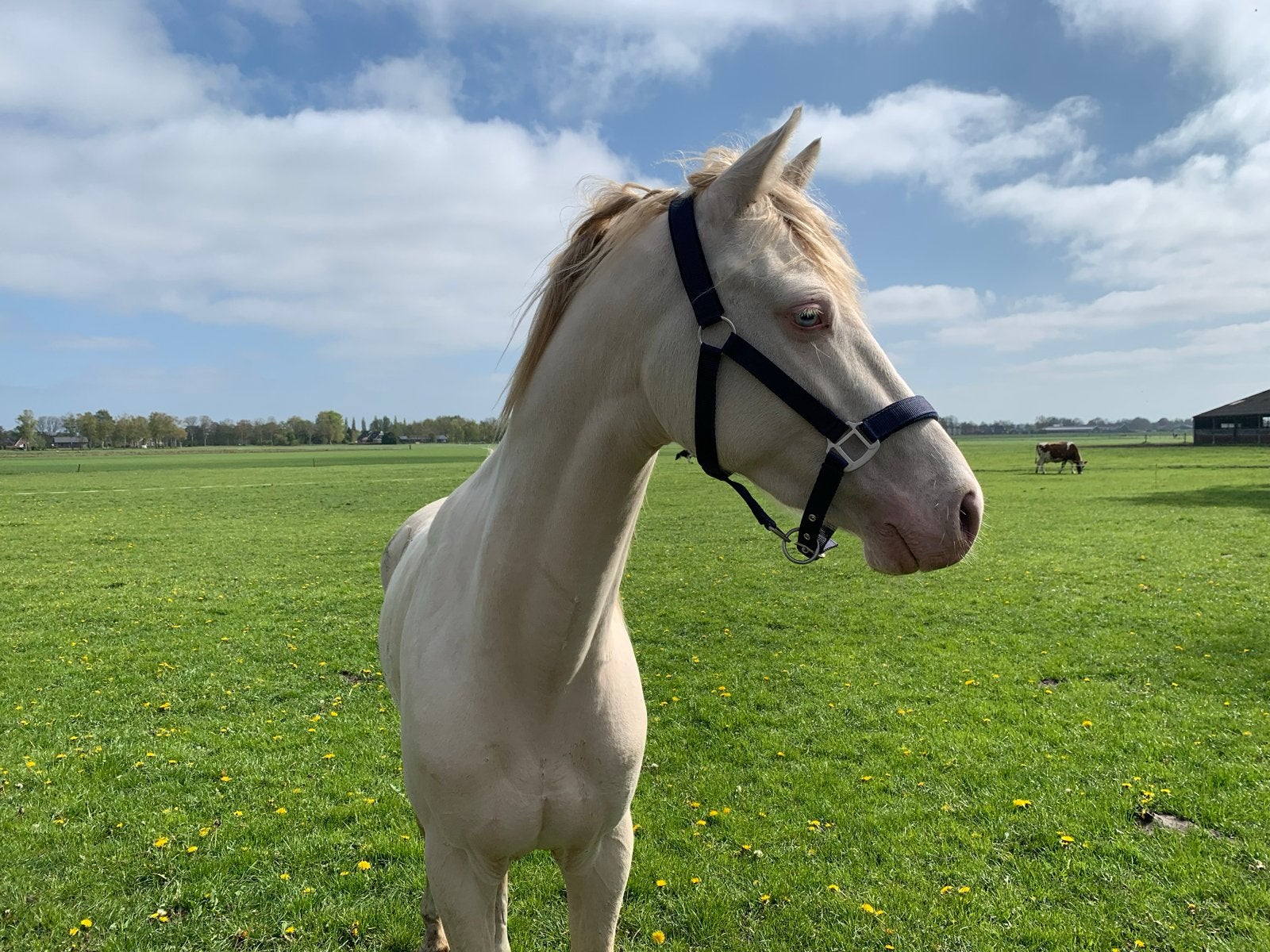 Lieve 4 jarige Pony Hengst, Dieren en Toebehoren, Pony's, Met stamboom, Dressuurpony, Hengst, 3 tot 6 jaar