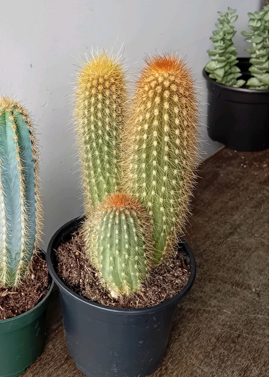 Cactus 25cm, Ophalen, Minder dan 100 cm, In pot, Cactus